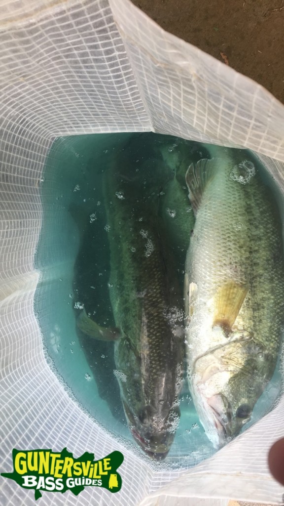 Guntersville Bass Guides