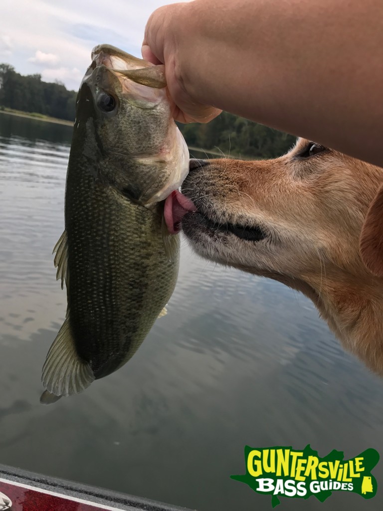 Guntersville Bass Guides
