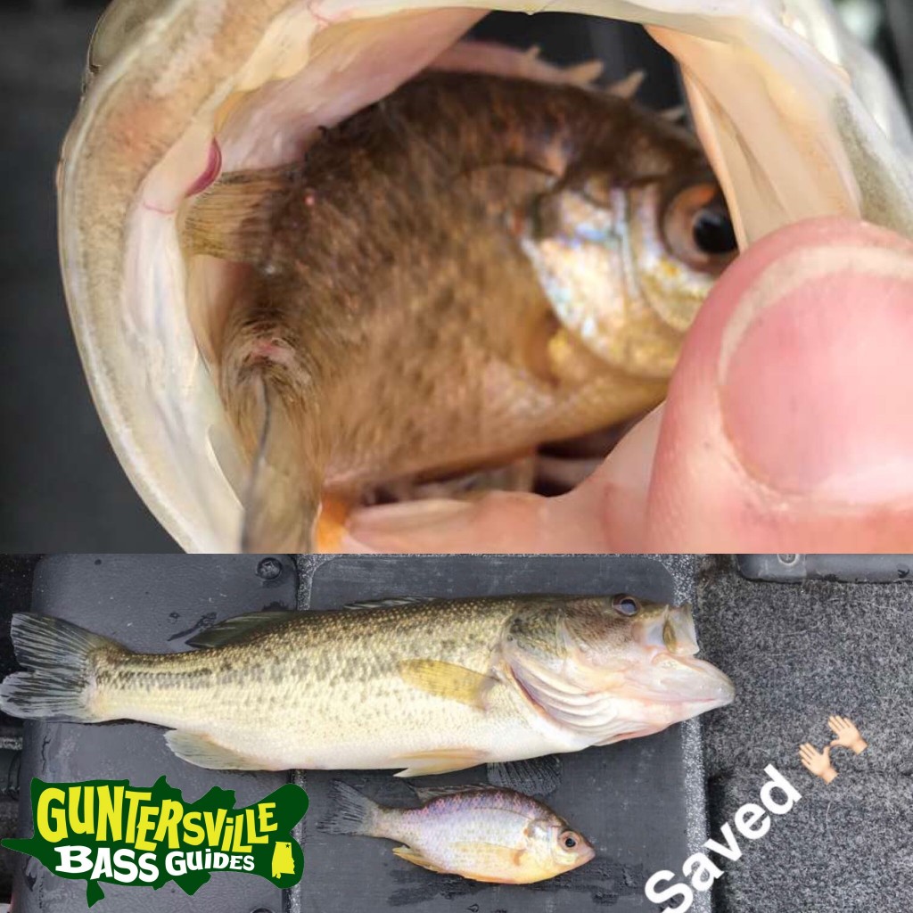 GUNTERSVILLE BASS GUIDES