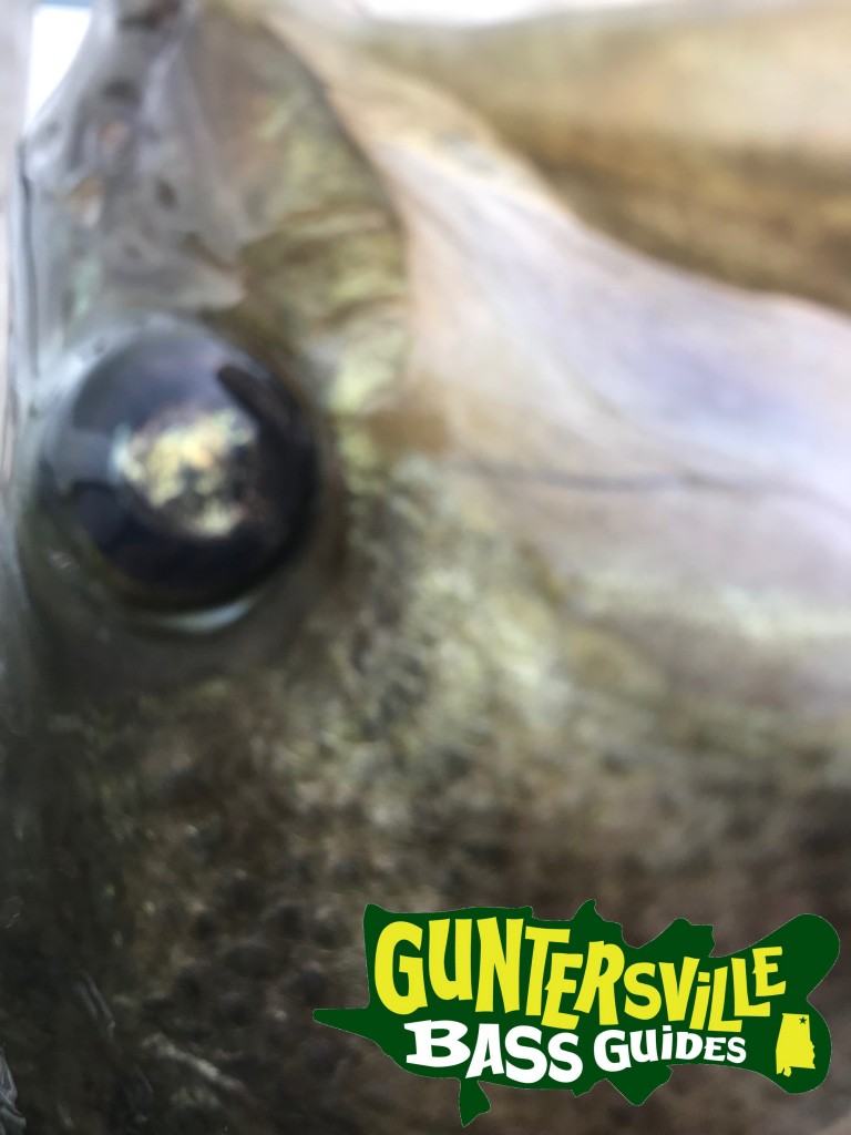 GUNTERSVILLE BASS GUIDES
