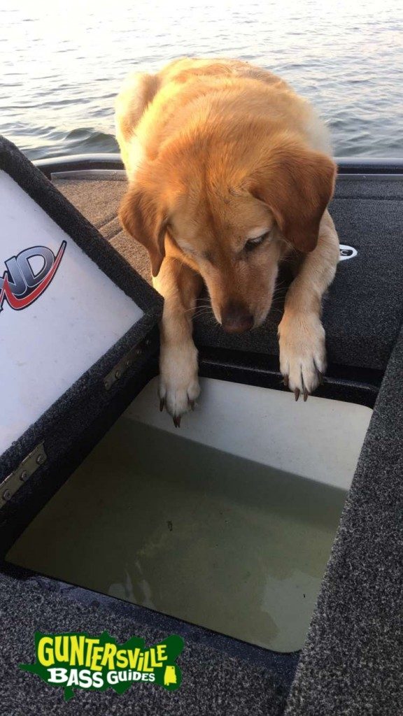 Lake Guntersville fishing photo