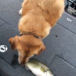 Guntersville Bass Guides