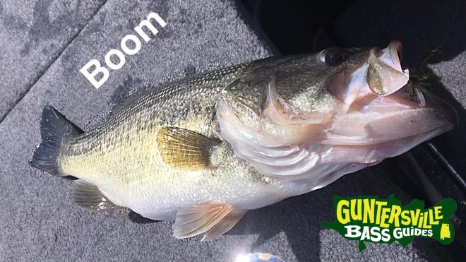 Guntersville Bass Guides