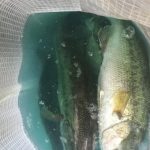 Guntersville Bass Guides