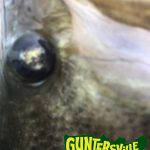 GUNTERSVILLE BASS GUIDES