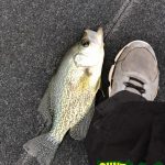 Guntersville Bass Guides