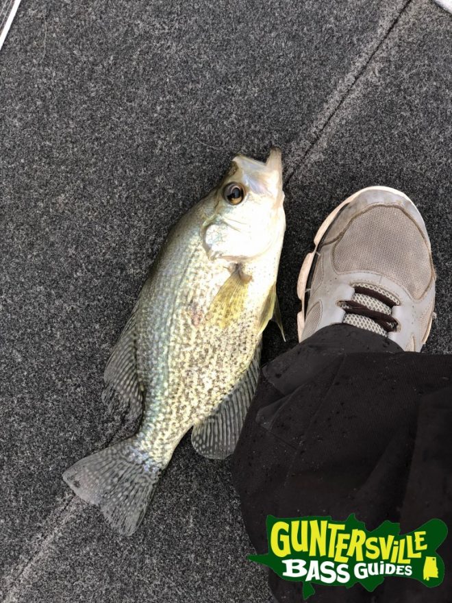 Guntersville Bass Guides