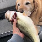 GUNTERSVILLE BASS FISHING GUIDES