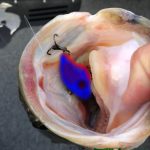 GUNTERSVILLE BASS GUIDES
