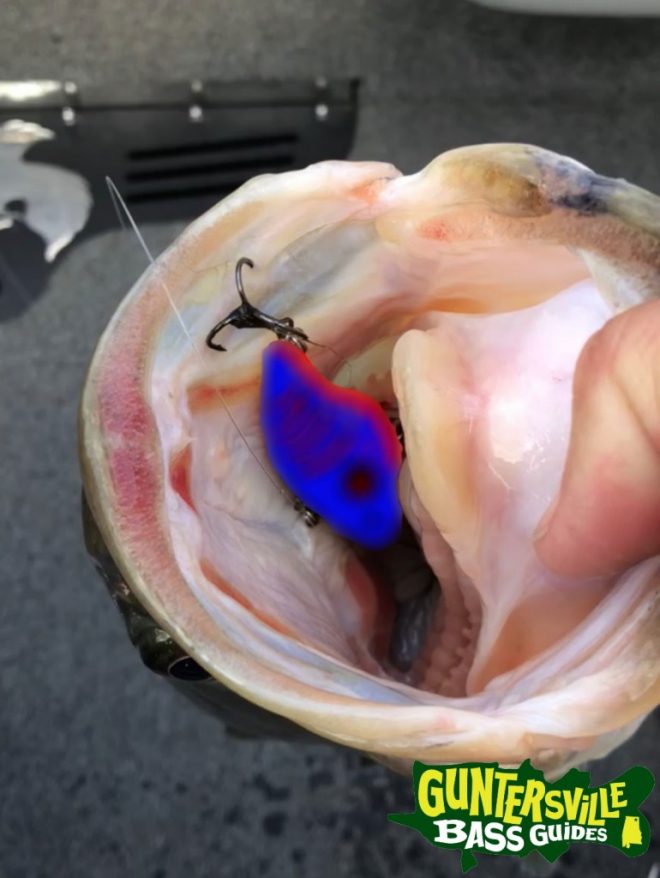 GUNTERSVILLE BASS GUIDES