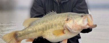 Guntersville Bass Guides 10lb Bass