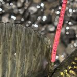 GUNTERSVILLE BASS GUIDES