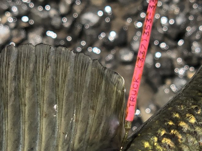GUNTERSVILLE BASS GUIDES