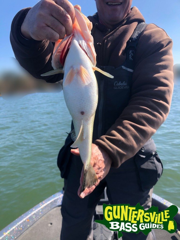 GUNTERSVILLE BASS GUIDES