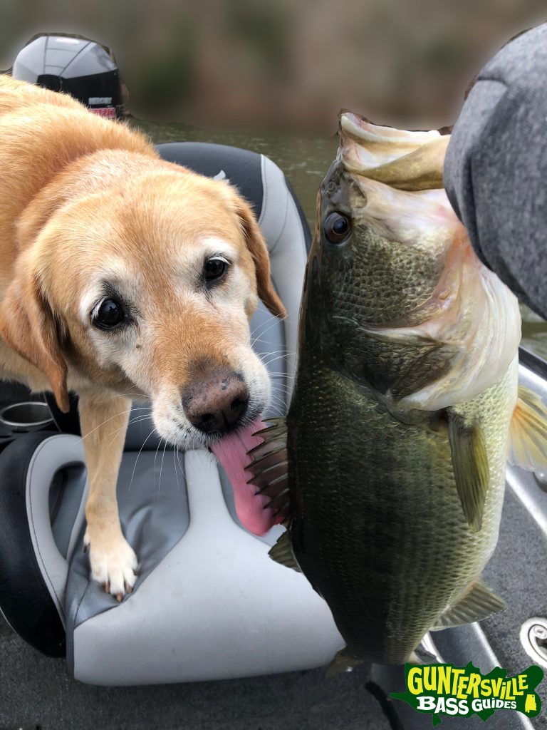 GUNTERSVILLE BASS GUIDES