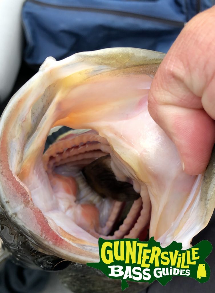 Guntersville Bass Guides