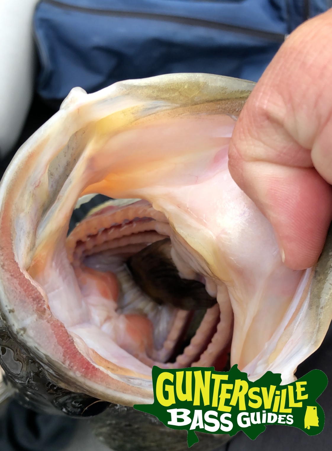 February Pre Spawn › Guntersville Bass Guides