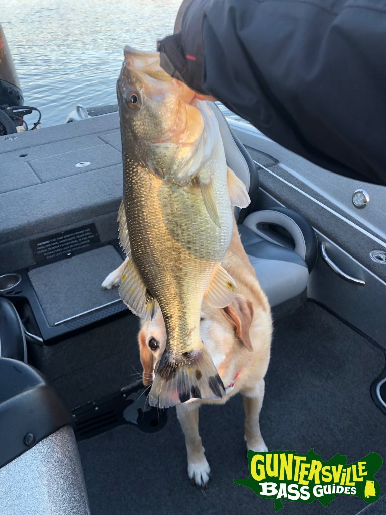 Guntersville Bass Guides March Fishing