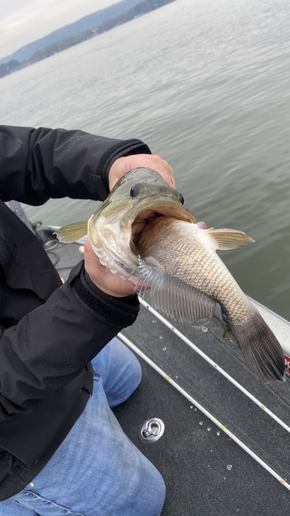 GUNTERSVILLE BASS GUIDES