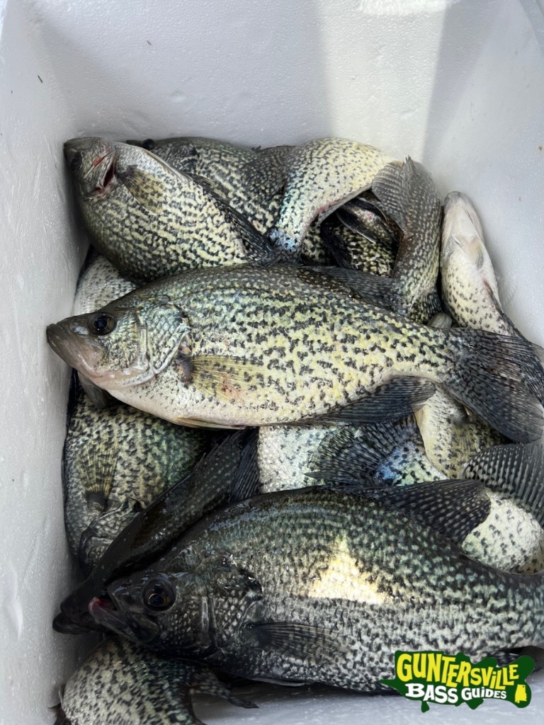 GUNTERSVILLE BASS GUIDES