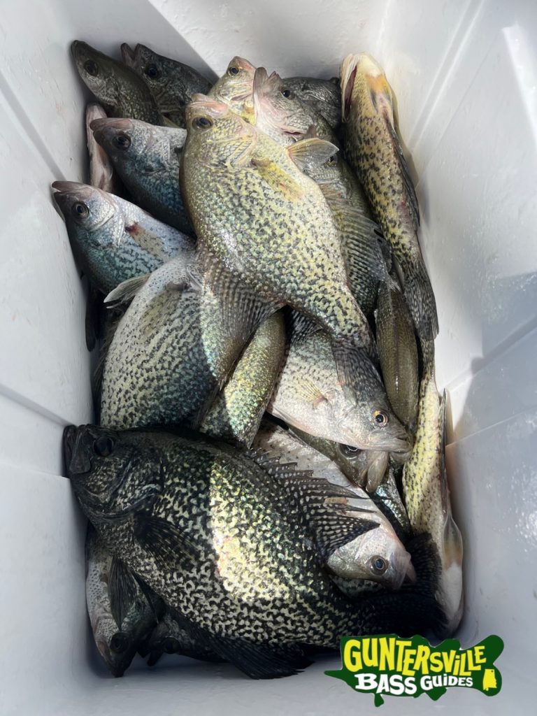 GUNTERSVILLE BASS GUIDES