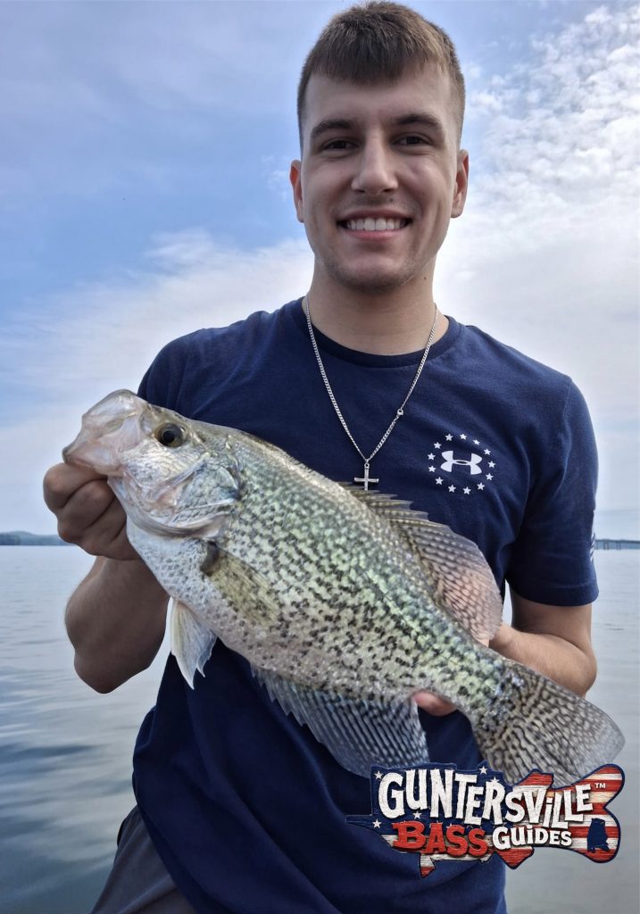 Big Lake Guntersville crappie caught on a guided trip