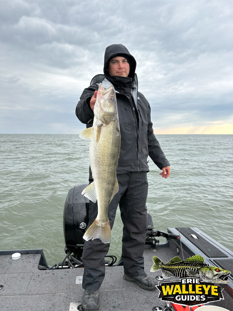 Big Lake Erie walleye from a charter trip