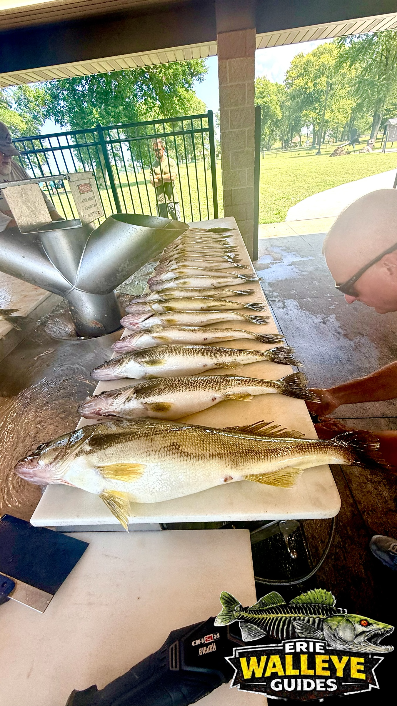Table full of large Lake Erie walleyes caught with Erie Walleye Guides