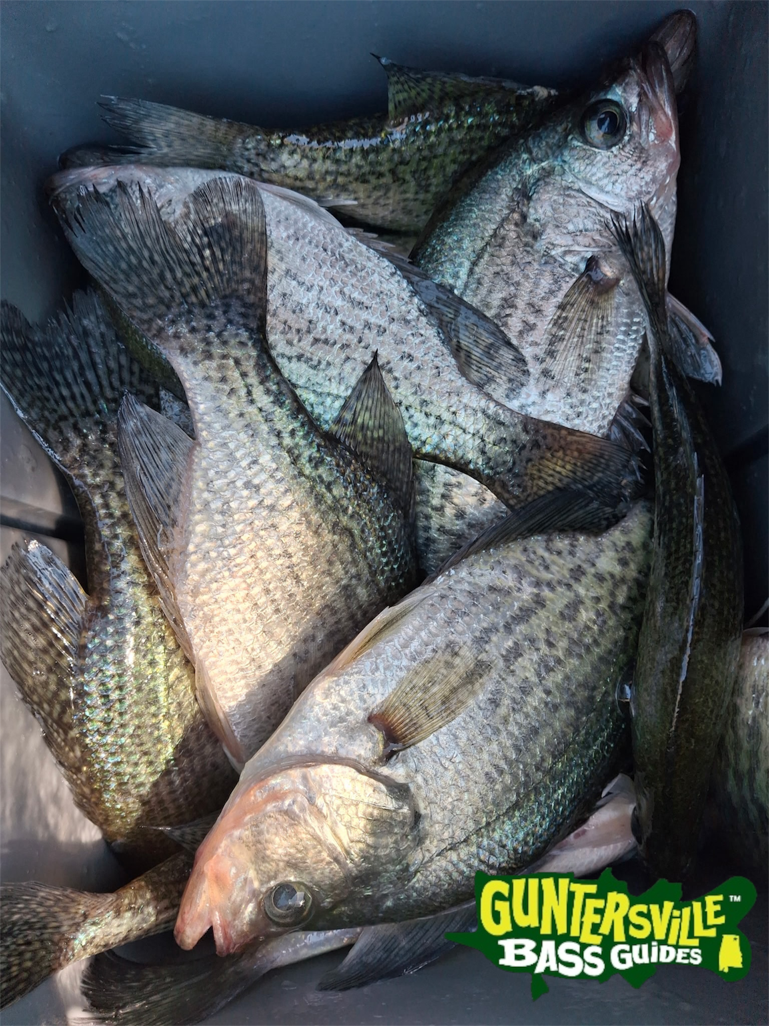Lake Guntersville crappie Captain Phillip